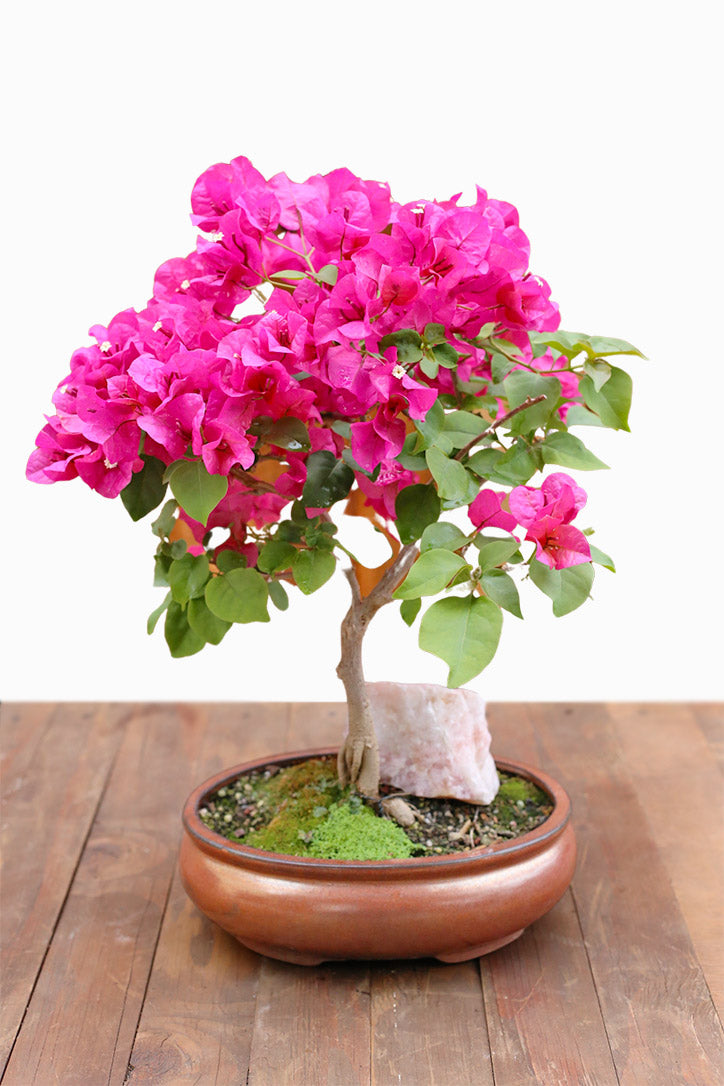 lorbeer bonsai Pink Aurora Bonsai