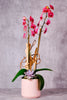 Pink Charm Orchids