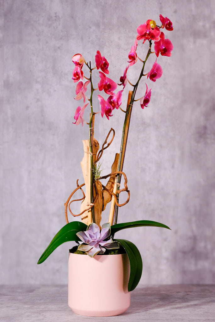 Pink Charm Orchids