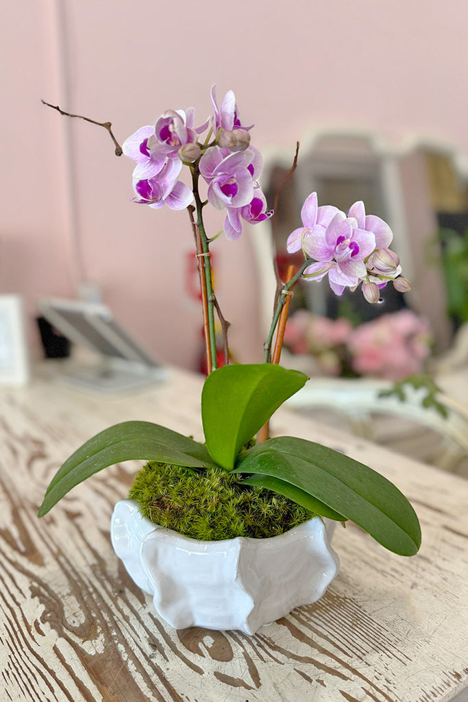 Pink Skies Orchids