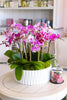 Pink Hermosa Orchids