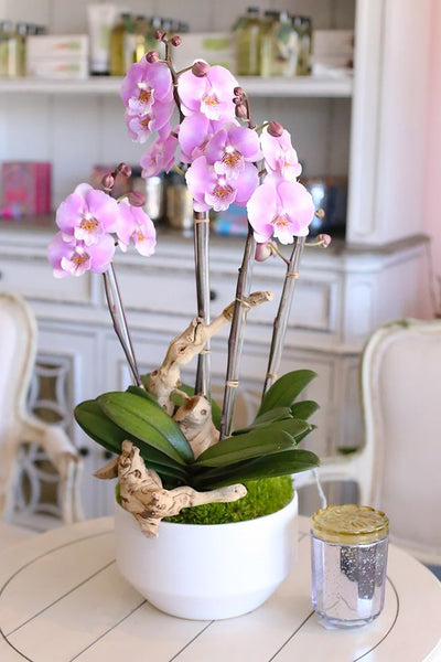 Pink Melody Orchids