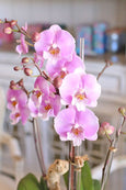Pink Melody Orchids