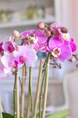 Pink Hermosa Orchids