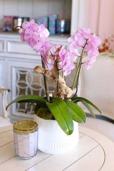Pink Pasadena Orchids
