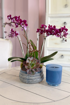 Plum Royale Orchids
