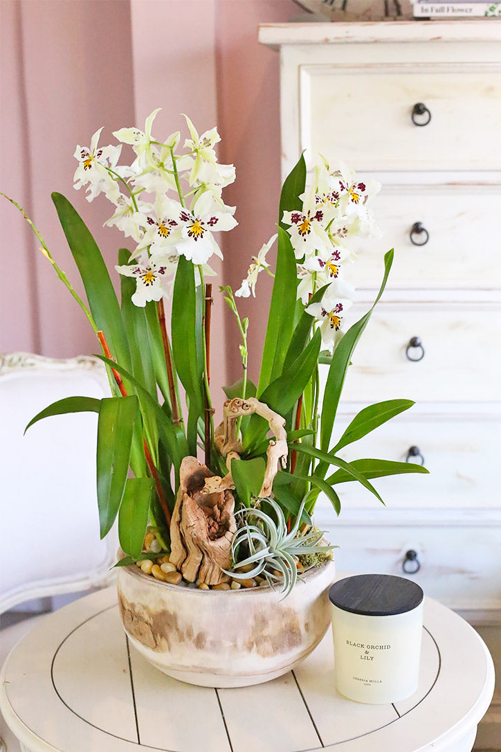 Pua Lani Orchid