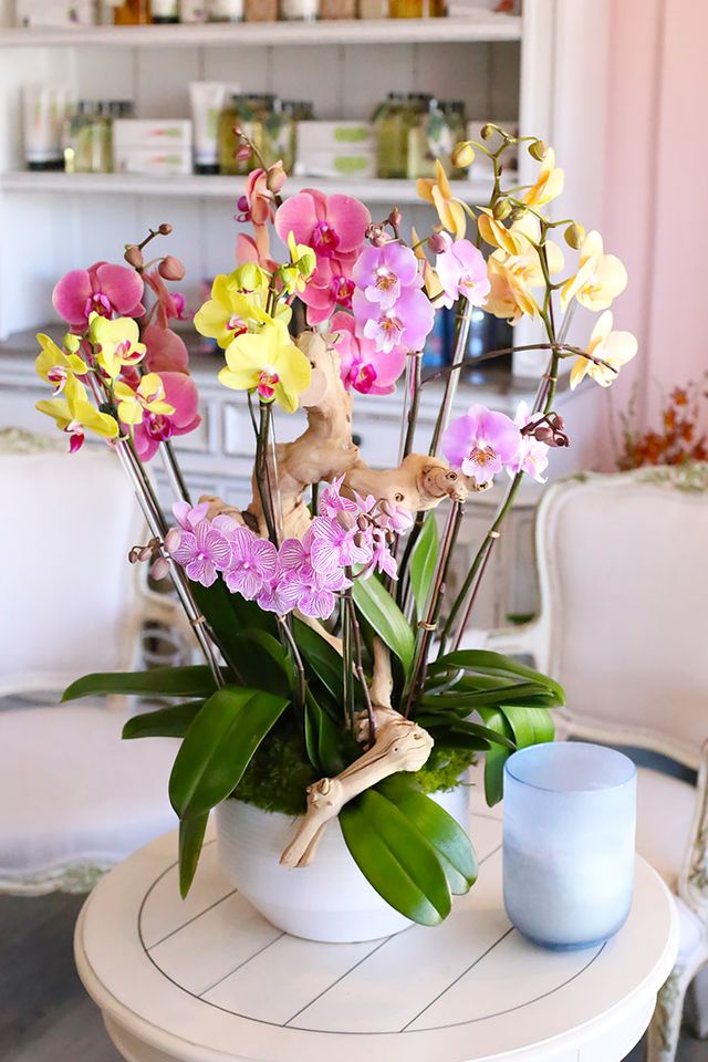 Rainbow Wonderland Orchids