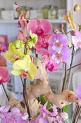Rainbow Wonderland Orchids