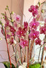 Rodeo Drive Orchids