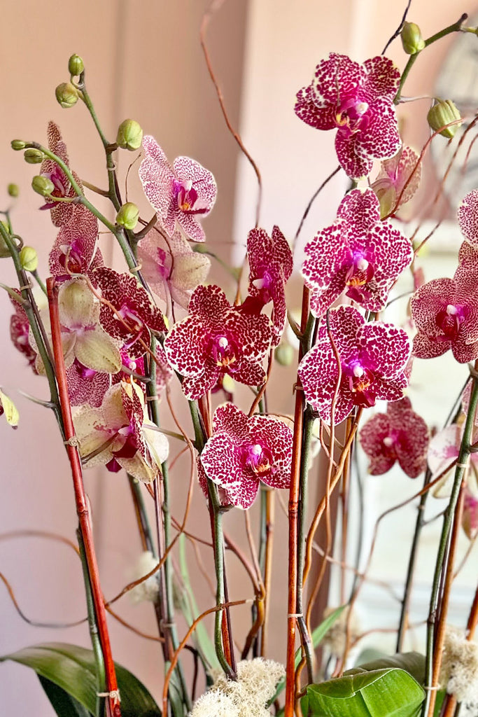 Rodeo Drive Orchids