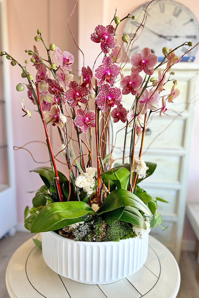 Rodeo Drive Orchids