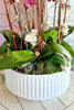 Rodeo Drive Orchids