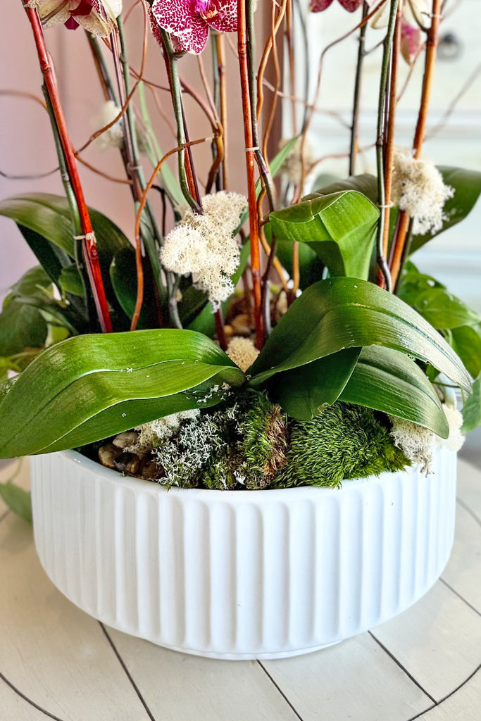 Rodeo Drive Orchids