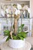 Santa Clarita Orchids