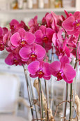 Santa Ynez Orchids