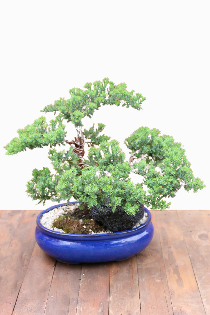 Sapphire Sentinel Bonsai – Orchid Republic Floral Boutique