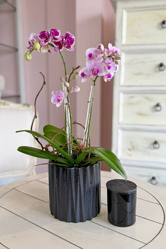 Softly Spoken Orchids