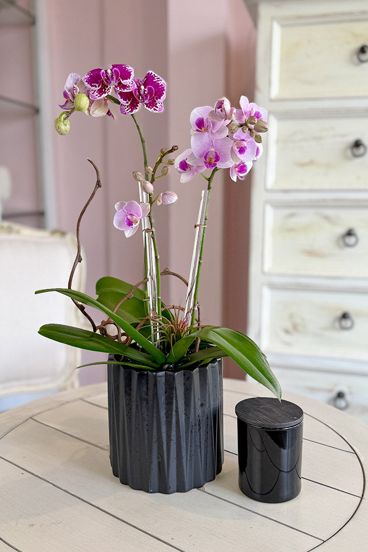 Softly Spoken Orchids