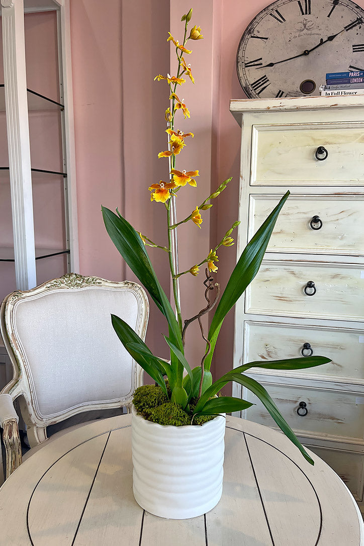 Sol Orchid