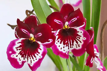 Available Specialty Orchids