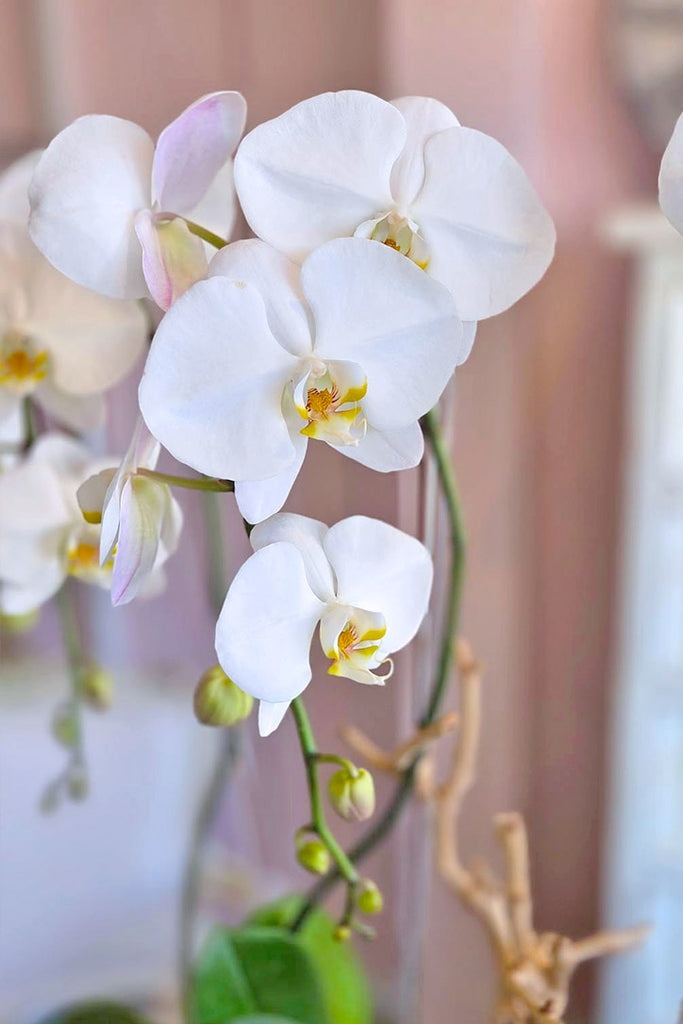 Starlight Sonata Orchids