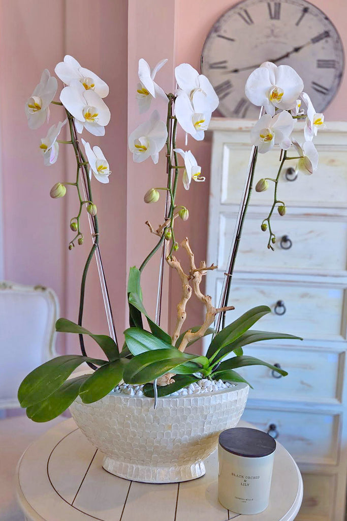Starlight Sonata Orchids