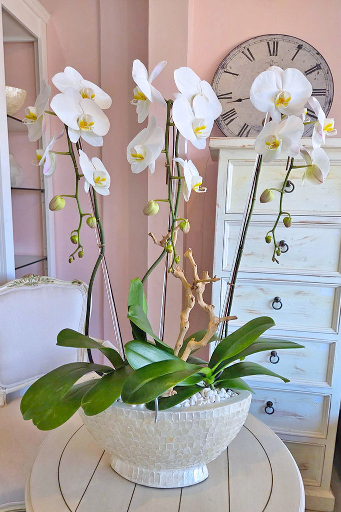 Starlight Sonata Orchids