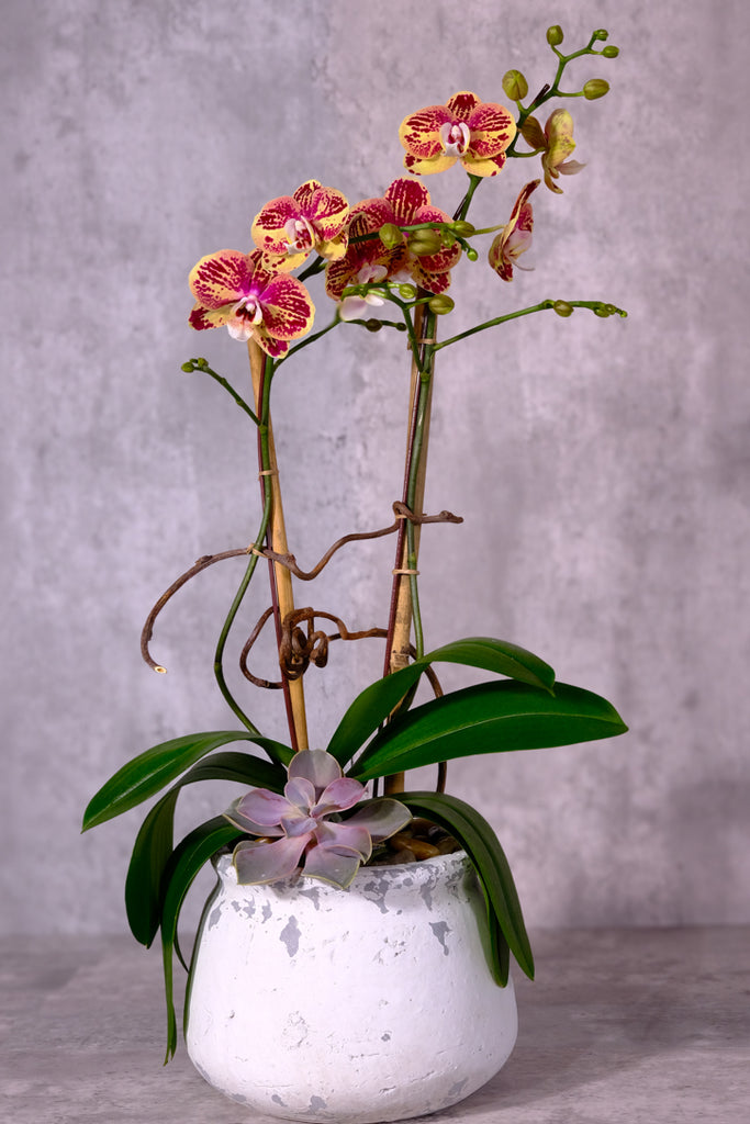 Strawberry Lemonade Orchids