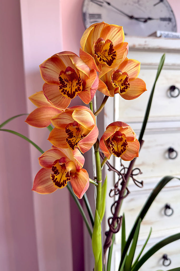 Sunset Sonata Orchid