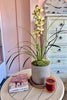 Sunshine and Cymbidiums