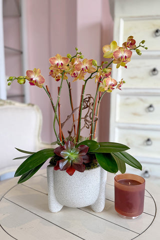 Tangerine Tango Orchids