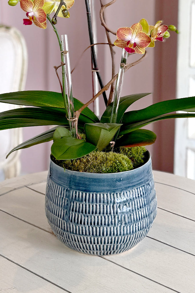 honey pot plant The Honey Pot – Orchid Republic Floral Boutique