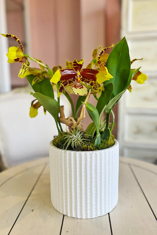 Available Specialty Orchids