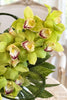 The Limelight Orchids