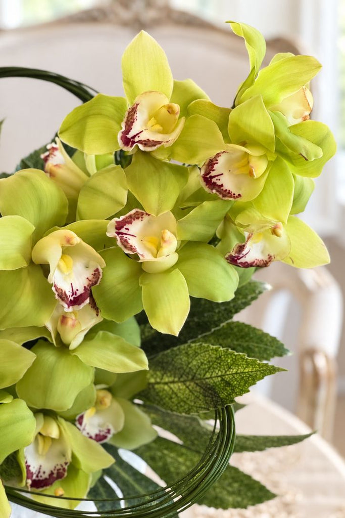 The Limelight Orchids