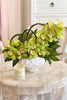 The Limelight Orchids