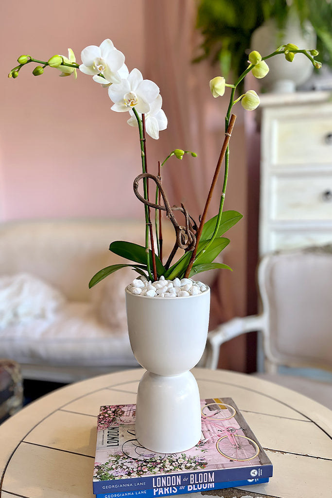 The White Edit Orchid