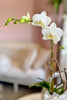 The White Edit Orchid