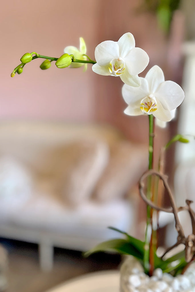 The White Edit Orchid