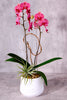 Think Pink Orchids