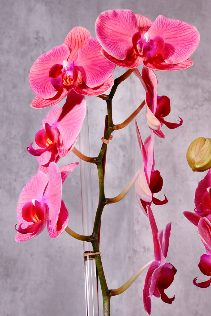 Think Pink Orchids