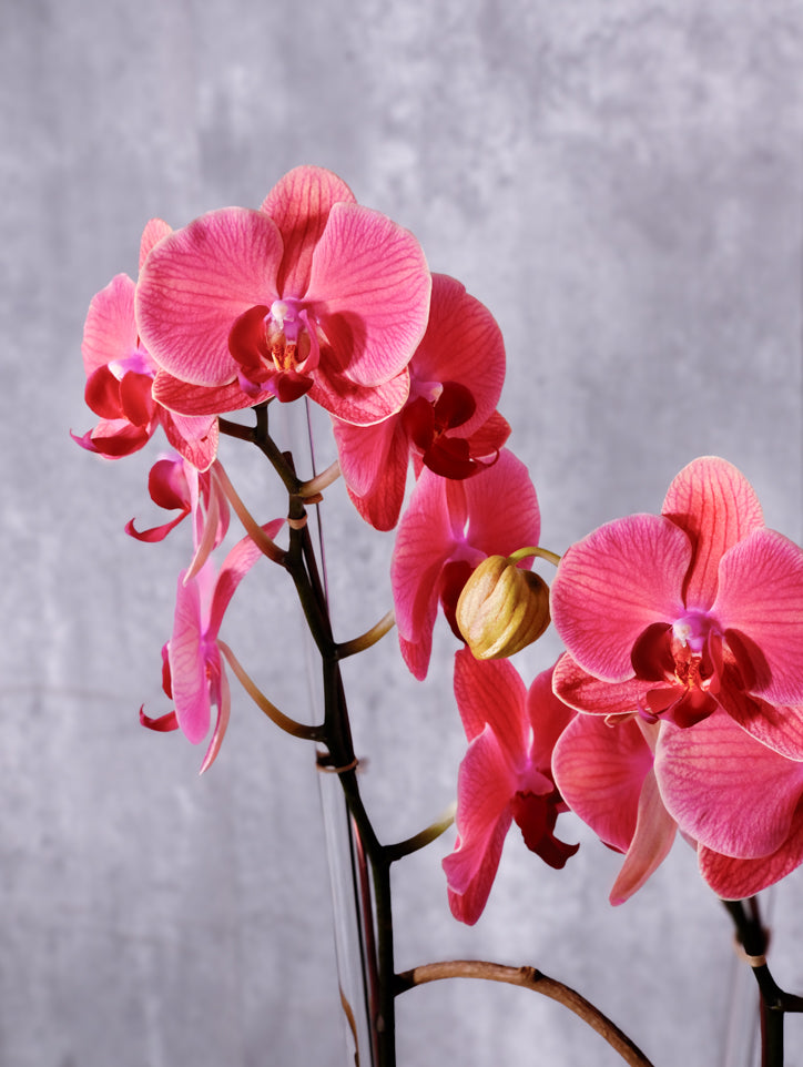 Think Pink Orchids