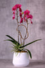 Think Pink Orchids