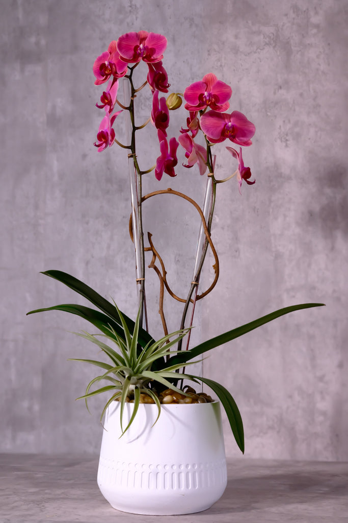 Think Pink Orchids