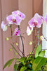 Tickled Pink Orchids