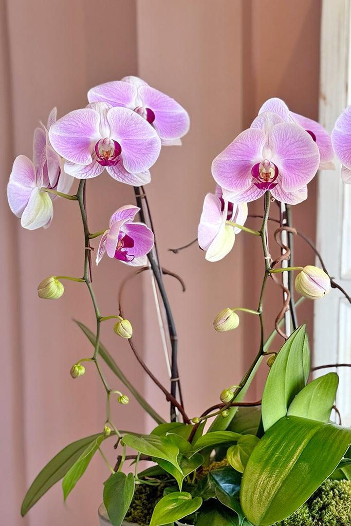 Tickled Pink Orchids