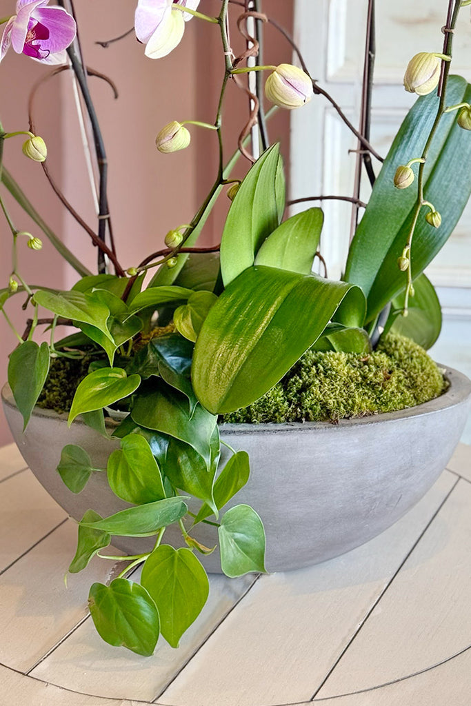 Tickled Pink Orchids