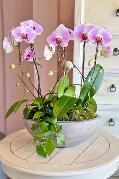 Tickled Pink Orchids