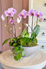 Tickled Pink Orchids